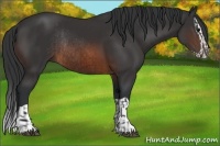 Horse Color:Brown Rabicano and Brown Splash Rabicano