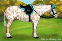 Horse Color:Gold Champagne Appaloosa  and Gold Champagne Appaloosa 