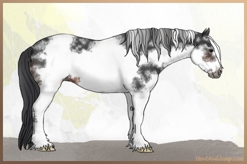 Horse Color:White Spotted Brown Roan Frame