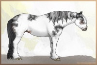 Horse Color:White Spotted Brown Roan Frame