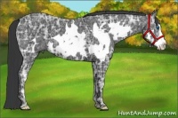 Horse Color:White Spotted Black Ice Splash Frame 