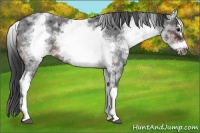 Horse Color:White Spotted Brown Roan Frame 