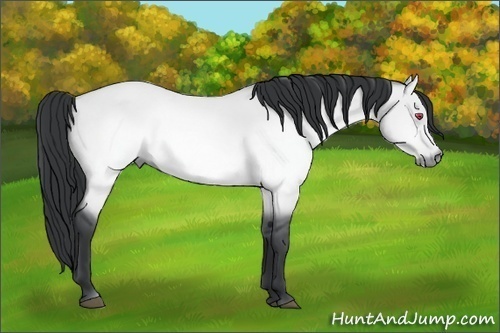Horse Color:Bay Chinchilla Dun 