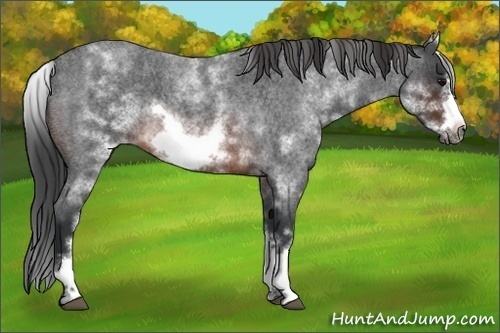 Horse Color:White Spotted Brown Roan Frame 