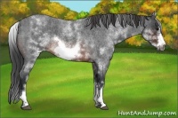 Horse Color:White Spotted Brown Roan Frame