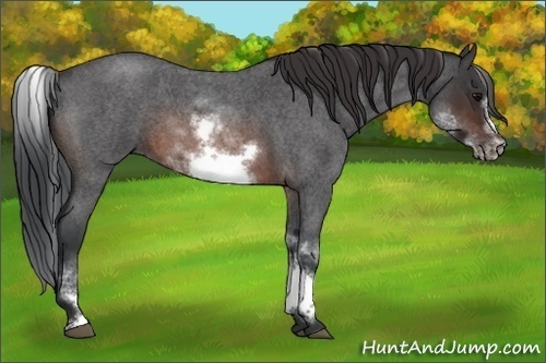 Horse Color:White Spotted Brown Roan Frame
