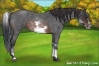 Horse Color:White Spotted Brown Roan Frame 