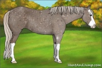 Horse Color:Silver Black Splash