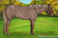 Horse Color:Red Roan 