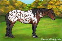 Horse Color:Bay Near Leopard
