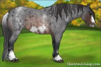 Horse Color:White Spotted Brown Roan Frame