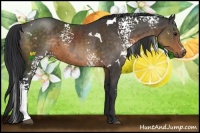 Horse Color:White Spotted Buckskin