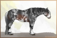 Horse Color:White Spotted Brown Roan Frame
