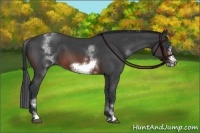 Horse Color:White Spotted Brown Roan Frame 