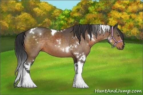 Horse Color:White Spotted Buckskin Tobiano 