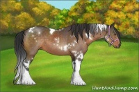 Horse Color:White Spotted Buckskin Tobiano 