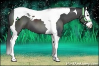 Horse Color:Black Sabino Splash Tobiano 