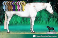 Horse Color:Black Pearl Sabino