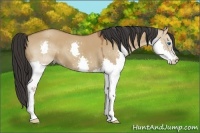 Horse Color:Brown Dun Splash 