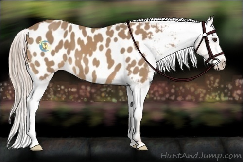 Horse Color:Palomino Near Leopard 