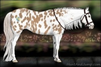 Horse Color:Palomino Near Leopard 