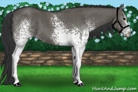 Horse Color:White Spotted Grullo Brindle 