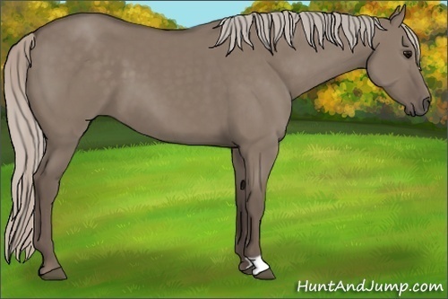 Horse Color:Silver Grullo 