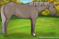 Horse Color:Silver Grullo