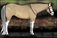 Horse Color:Bay Dun Splash 