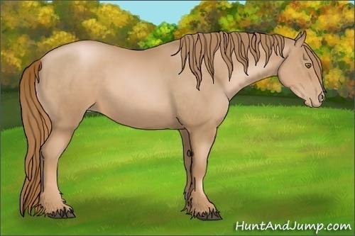 Horse Color:Chestnut Pearl Sabino Rabicano 