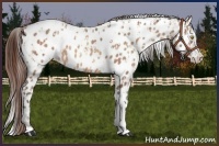 Horse Color:Amber Champagne Appaloosa  and Amber Champagne Appaloosa 