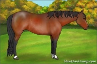 Horse Color:Brown Rabicano
