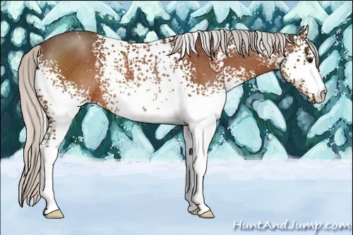 Horse Color:White Spotted Silver Bay Rabicano