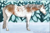 Horse Color:White Spotted Silver Bay Rabicano