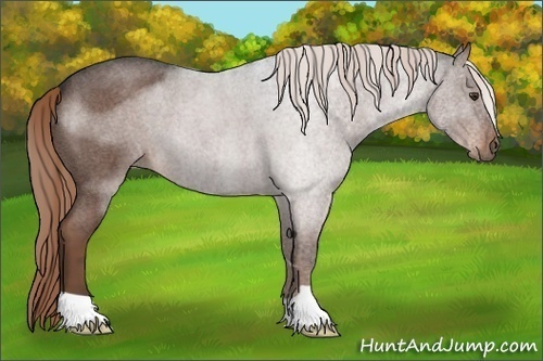 Horse Color:Liver Red Roan 