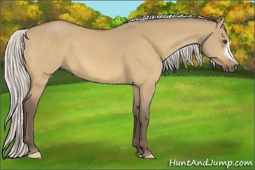 Horse Color:Silver Buckskin Dun