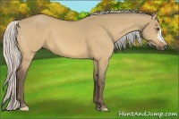 Horse Color:Silver Buckskin Dun 