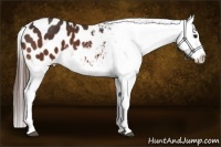 Horse Color:Bay Tobiano Blanket 