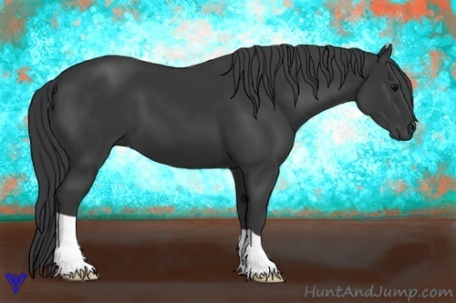 Horse Color:Black 