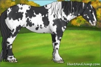 Horse Color:White Spotted Black Splash Frame
