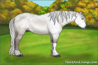 Horse Color:Gray Brown Dun 