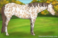 Horse Color:Amber Champagne Appaloosa  and Amber Champagne Appaloosa 