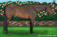 Horse Color:Brown 