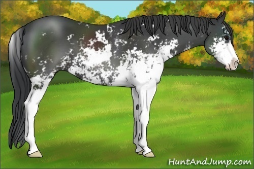 Horse Color:Black Sabino 