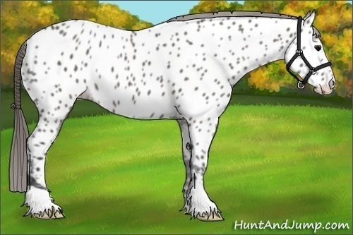 Horse Color:Grullo Appaloosa Rabicano