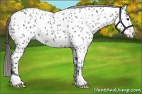 Horse Color:Grullo Appaloosa Rabicano 