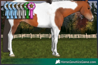 Horse Color:Bay Tobiano 