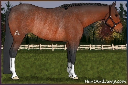 Horse Color:Bay Rabicano 