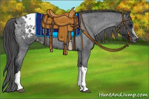 Horse Color:Blue Roan Blanket