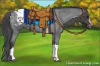 Horse Color:Blue Roan Appaloosa